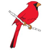Cardinal01NC2clr