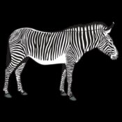 Zebra01NC2clr