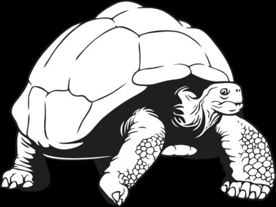 GalapTortoise01NC2bw