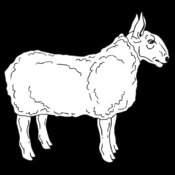 SHEEP4