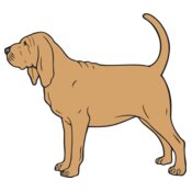 Bloodhound01NC2clr