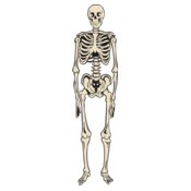 Skeletonj020