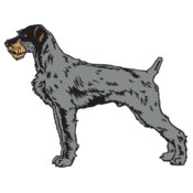 GreatWirehairdPointr01NC2clr