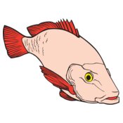 Fish RedSnapper 2