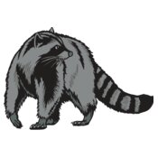 raccoon02V4clr
